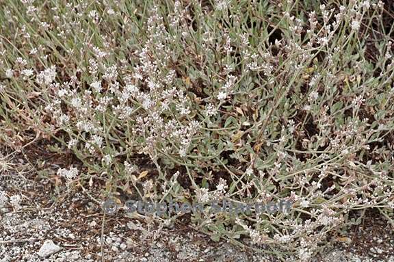 eriogonum wrightii var subscaposum 5 graphic